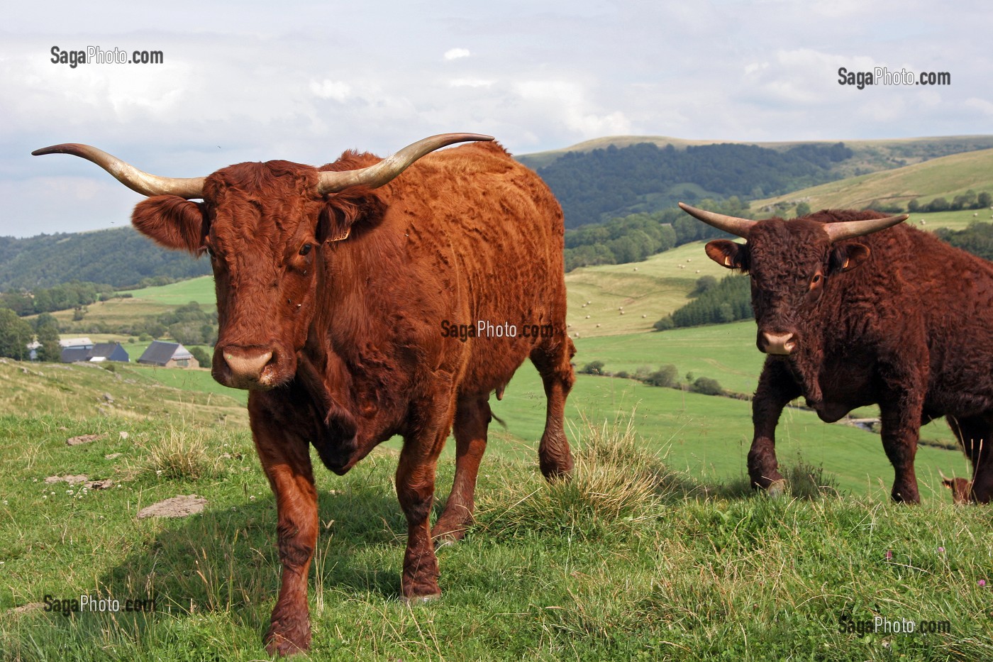 VACHE DE RACE BOVINE SALERS AU PRE, CANTAL (15) 