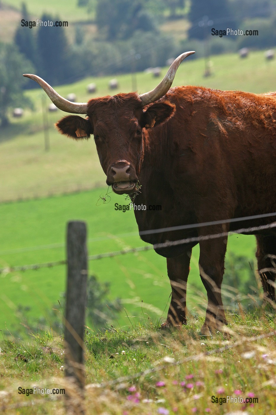 VACHE DE RACE BOVINE SALERS AU PRE, CANTAL (15) 