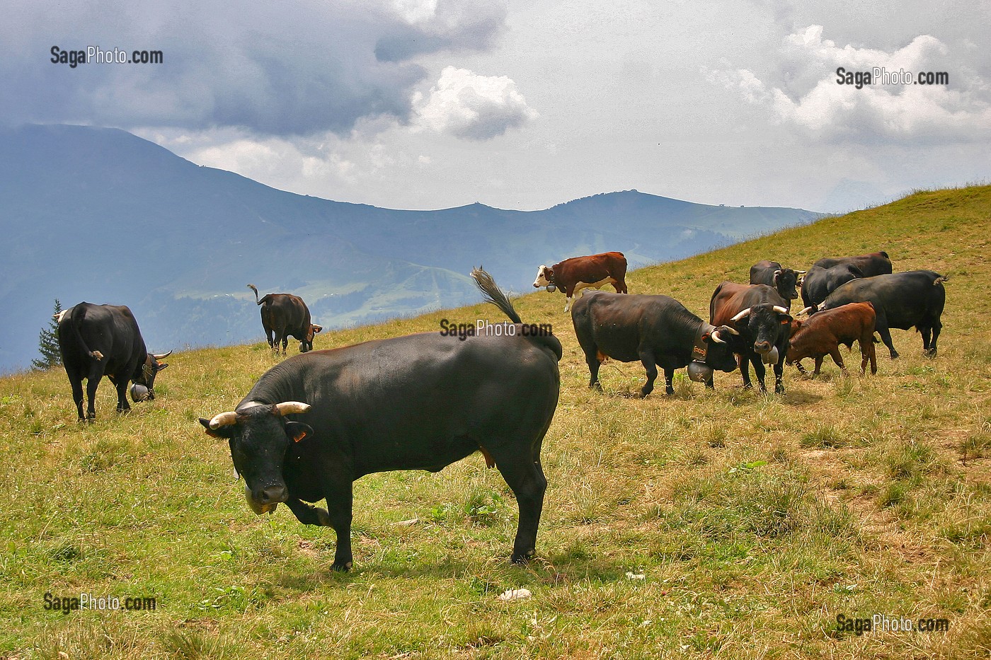 VACHE DE RACE BOVINE HERENS EN ALPAGE, SAVOIE (73), RHONE-ALPES, FRANCE 