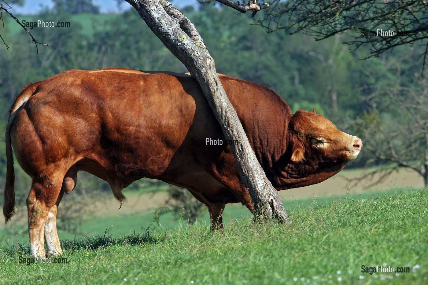 TAUREAU DE RACE BOVINE LIMOUSINE, ORNE (61), NORMANDIE, FRANCE 