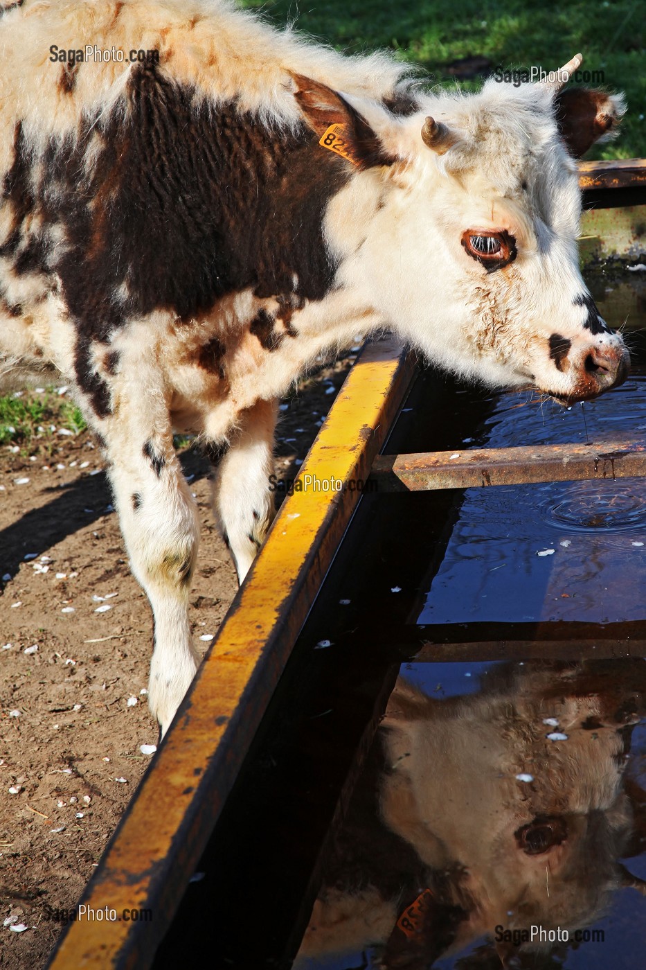 VEAU DE RACE NORMANDE BUVANT A L ABREUVOIR, FRANCE
