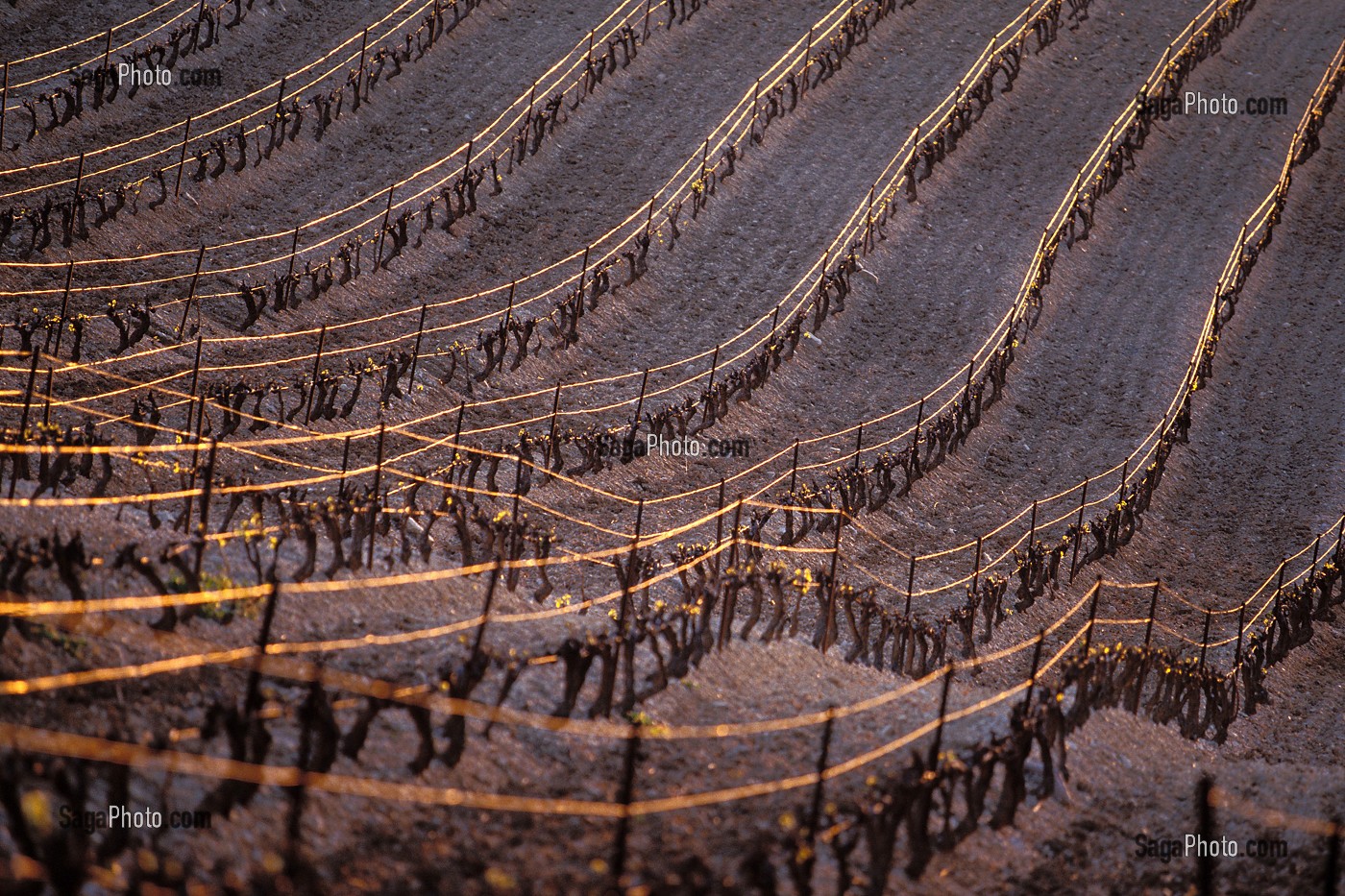 VIGNES DE VOLNAY EN HIVER, VINS DE BOURGOGNE, COTE D'OR (21), FRANCE 