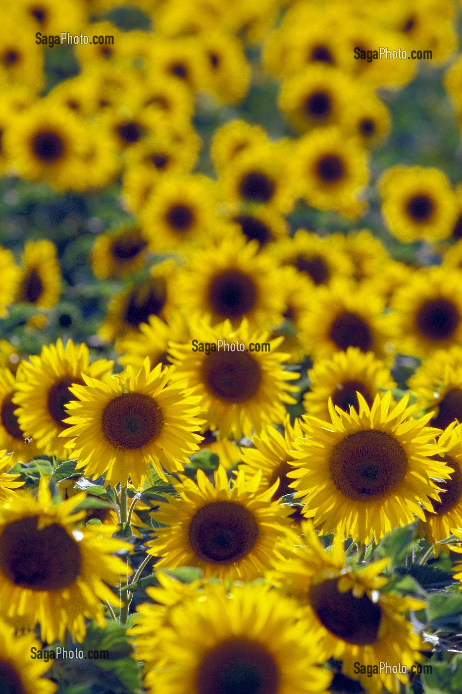 FLEURS DE TOURNESOL, INDRE-ET-LOIRE (37), FRANCE 