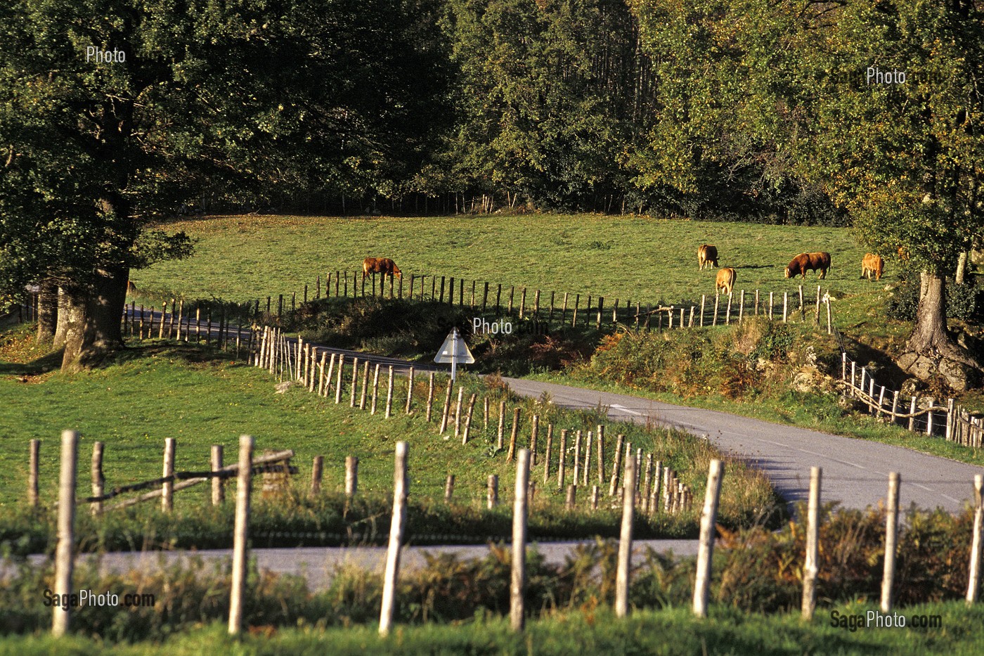 ROUTE DE CAMPAGNE, CLOTURES ET VACHES DANS LES PRES, DORDOGNE (24), FRANCE 