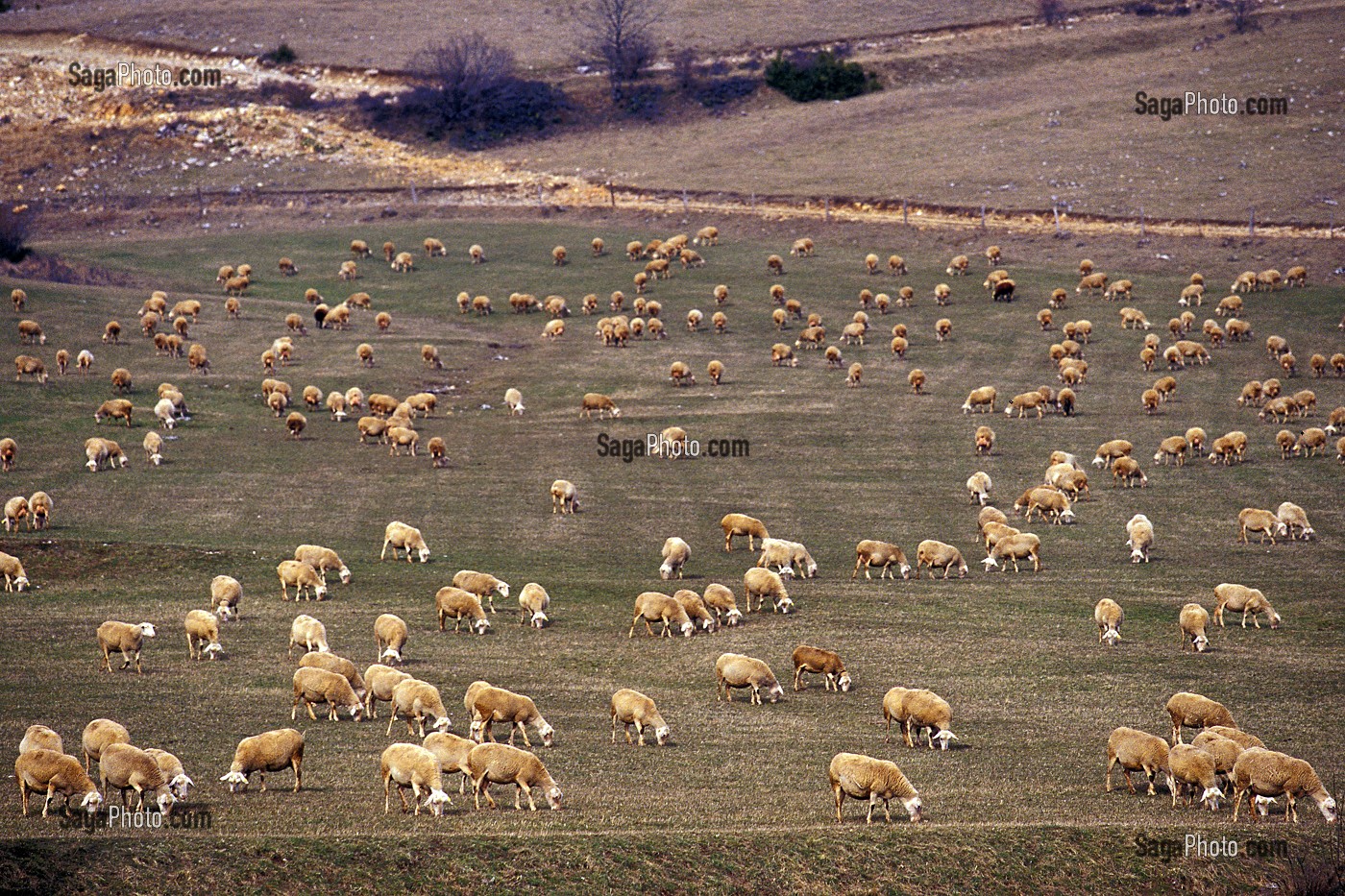 ELEVAGE DE MOUTONS EN ARIEGE (09), FRANCE 