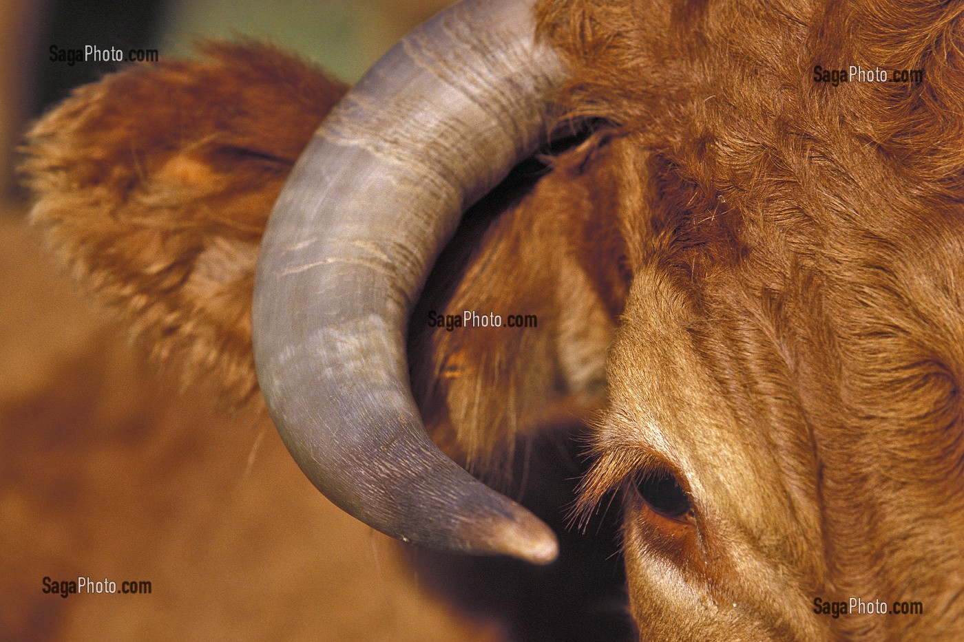 VACHE DE RACE LIMOUSINE, DETAIL DE CORNE, DORDOGNE, FRANCE 