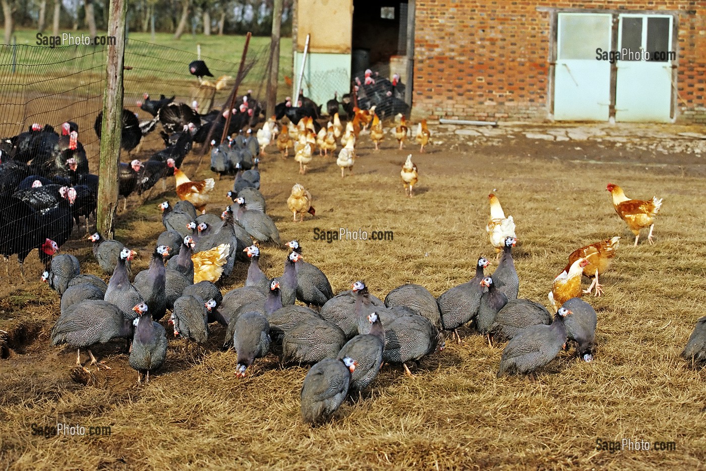 PINTADES, POULES ET DINDES, ANIMAUX DE BASSE-COUR, ELEVAGE FERMIER, EURE (27), NORMANDIE, FRANCE 