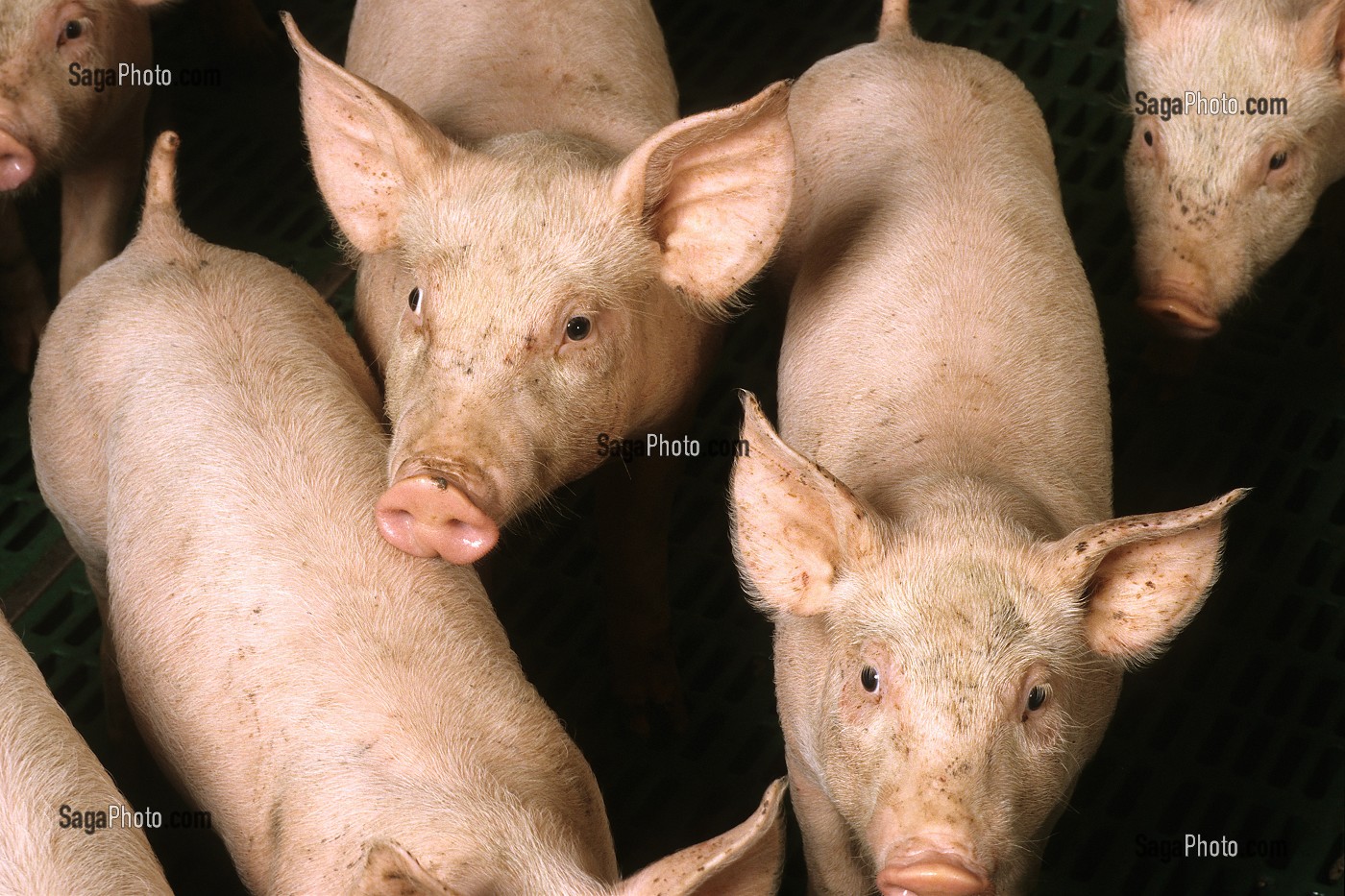ELEVAGE DE PORCS EN BATTERIE, LAMBALLE, BRETAGNE 