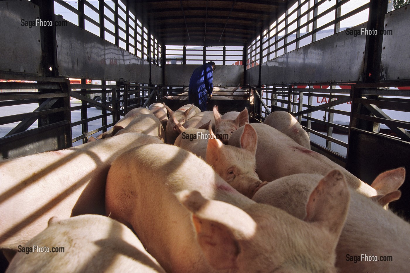 TRANSPORT ANIMAL DES BETES (COCHONS) EN CAMION VERS L'ABATTOIR, BRETAGNE, FRANCE 