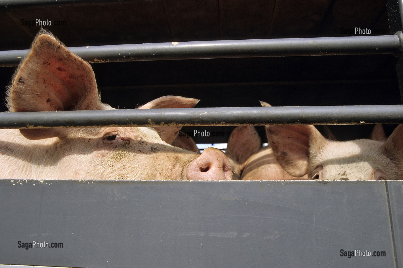 TRANSPORT ANIMAL DES BETES (COCHONS) EN CAMION VERS ABATTOIR, BRETAGNE, FRANCE 