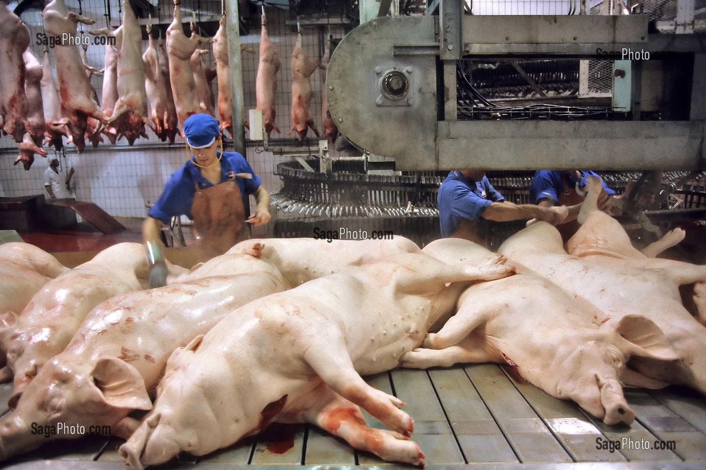 PREPARATION ET DECOUPE DES COCHONS DANS UN ABATTOIR, BRETAGNE, FRANCE 