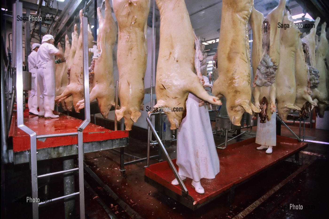 PREPARATION ET DECOUPE DES COCHONS DANS UN ABATTOIR, BRETAGNE, FRANCE  