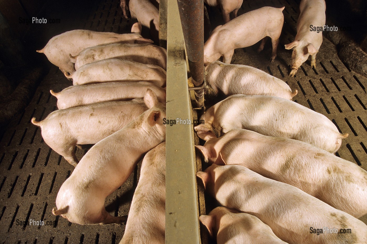 ELEVAGE DE PORCS EN BATTERIE, LAMBALLE, BRETAGNE, FRANCE 
