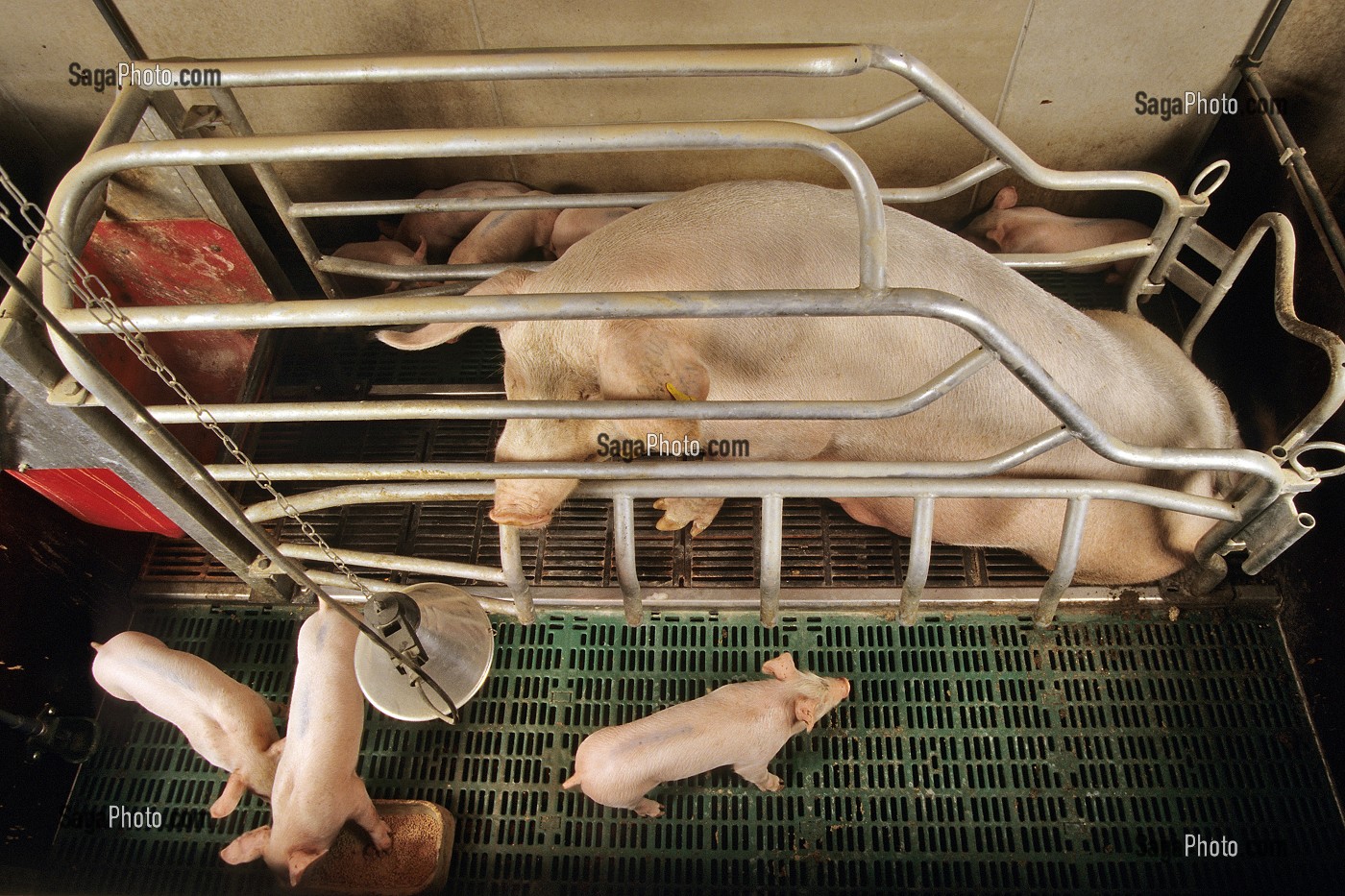 ALLAITEMENT DES PORCELETS DANS UN ELEVAGE DE PORCS EN BATTERIE, LAMBALLE, BRETAGNE, FRANCE  