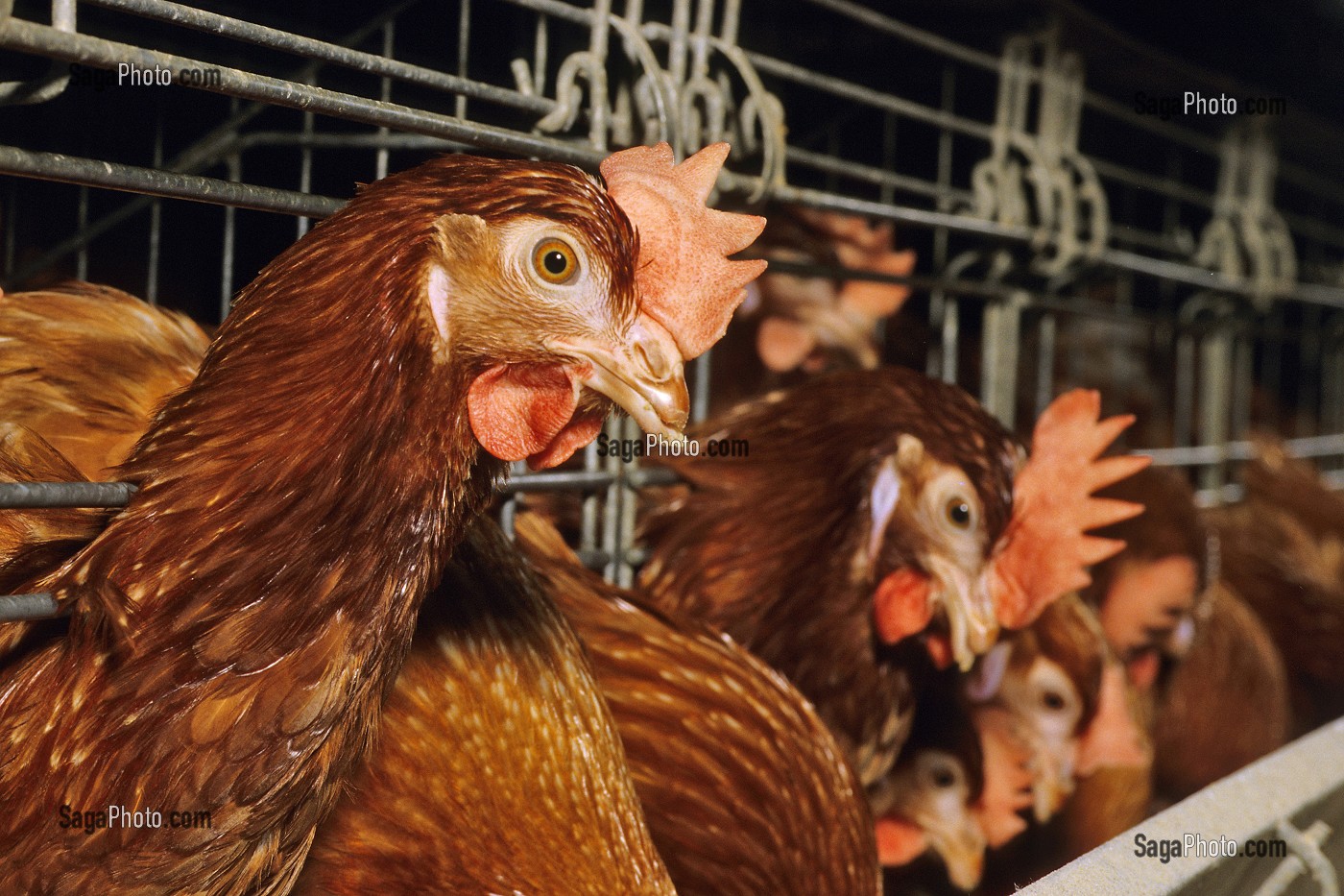ELEVAGE INTENSIF DE POULES PONDEUSES POUR LA PONTE DES OEUFS, BRETAGNE, FRANCE  