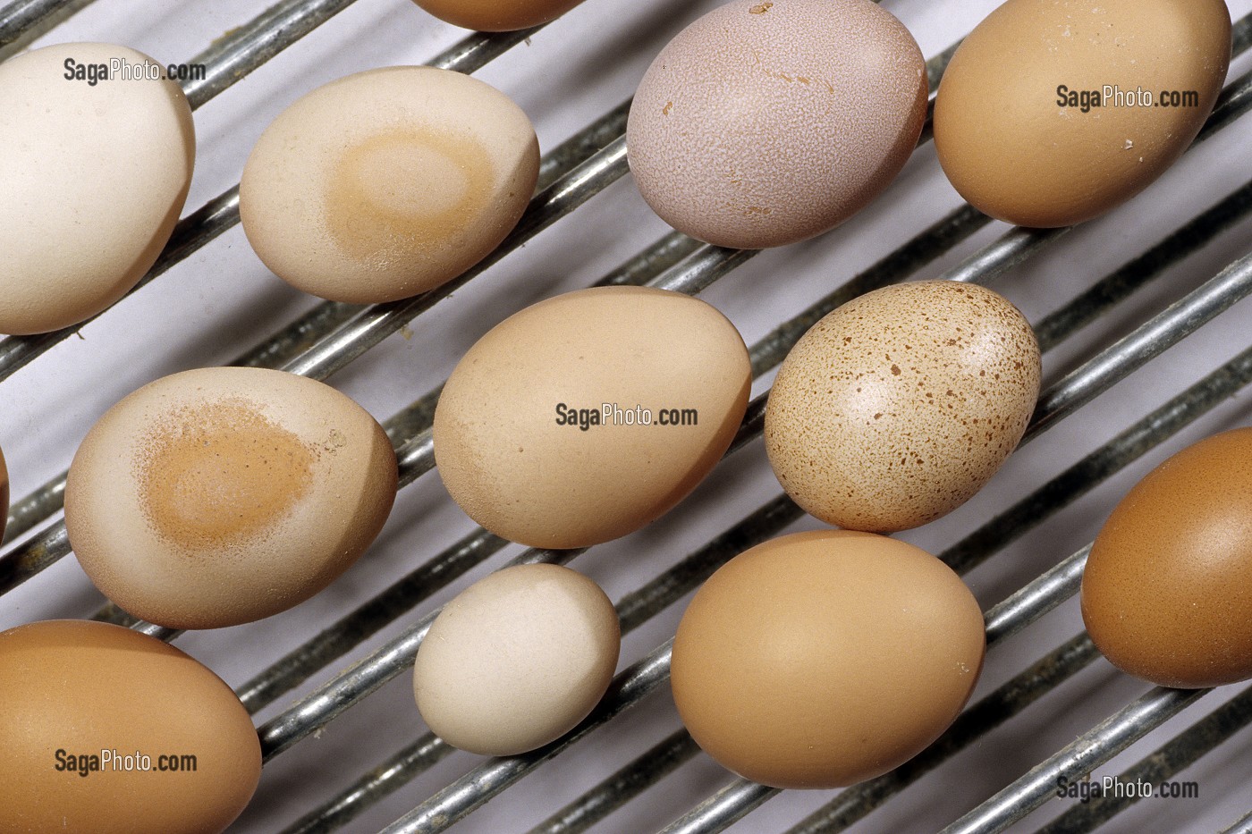 SELECTION DES OEUFS MALADES IMPROPRES A LA CONSOMMATION DANS UN ELEVAGE INTENSIF DE POULES PONDEUSES, BRETAGNE, FRANCE  