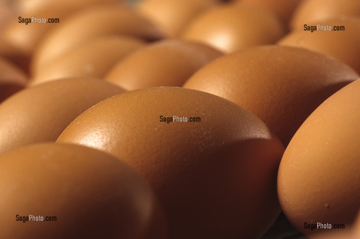 LES OEUFS PRET A LA CONSOMMATION, BRETAGNE, FRANCE  