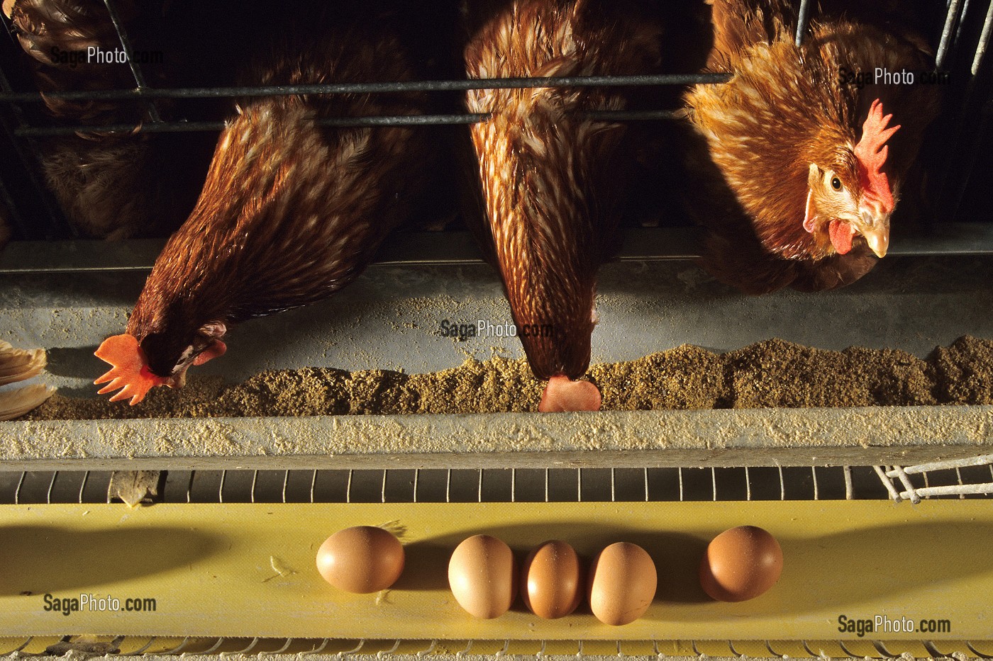 ELEVAGE INTENSIF DE POULES PONDEUSES POUR LA PONTE DES OEUFS, BRETAGNE, FRANCE  