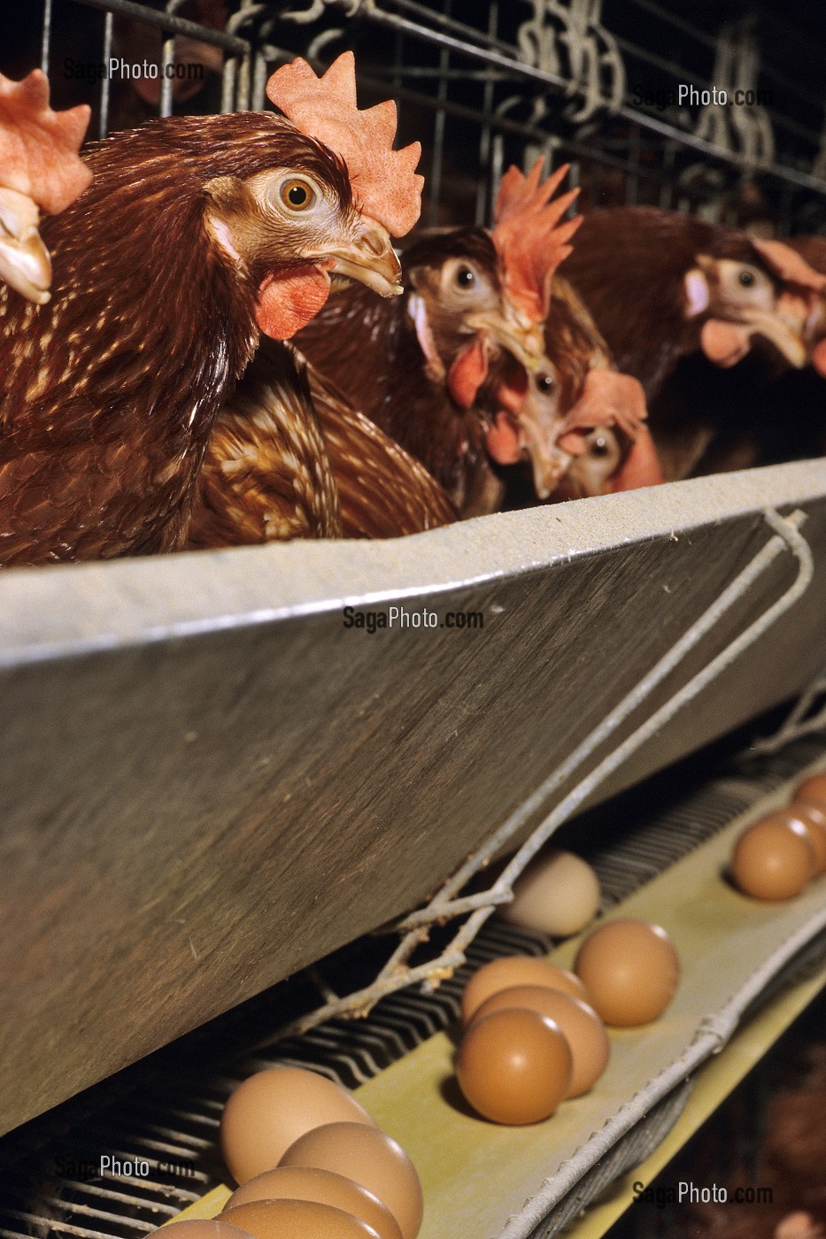ELEVAGE INTENSIF DE POULES PONDEUSES POUR LA PONTE DES OEUFS, BRETAGNE, FRANCE  