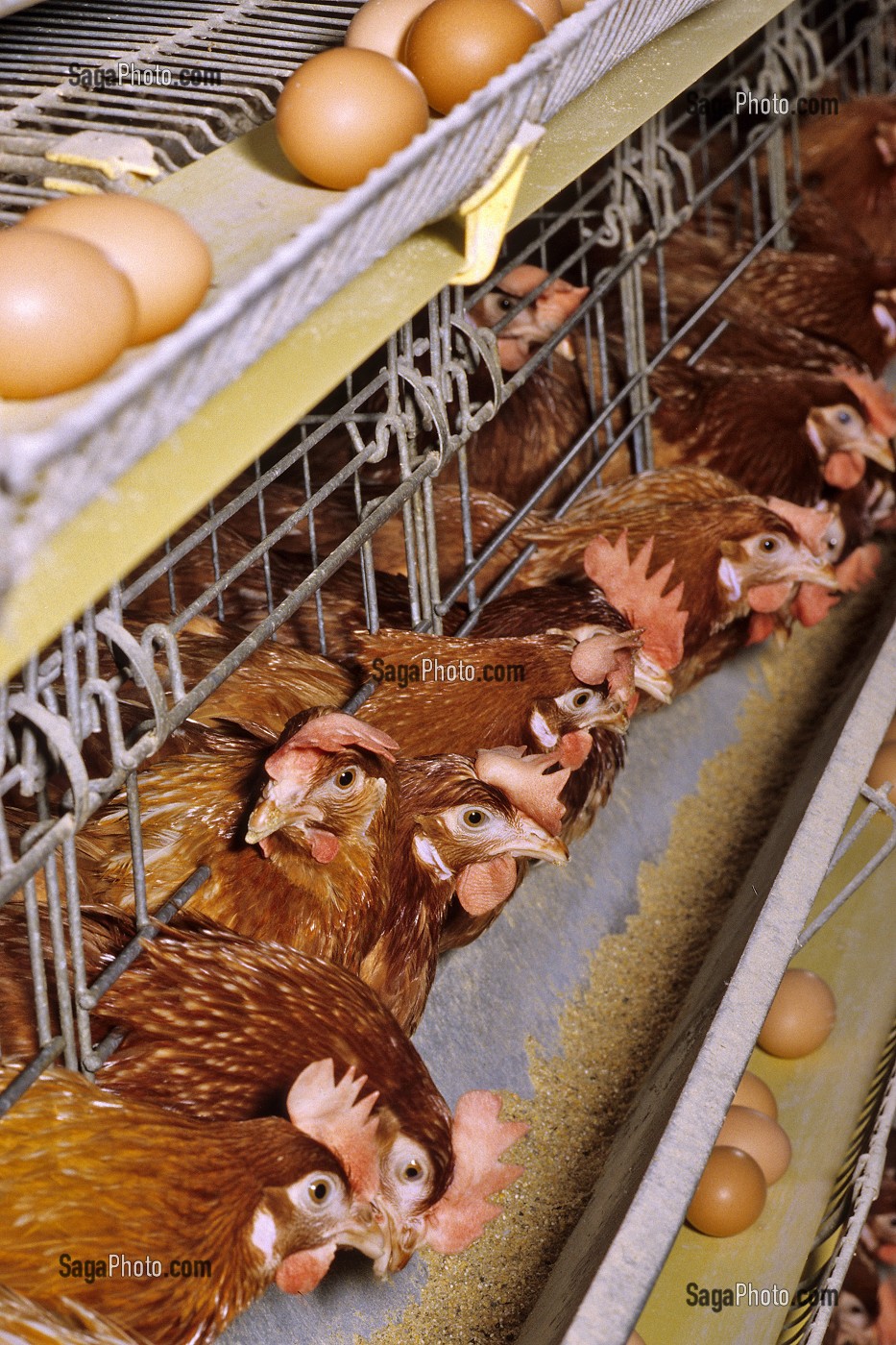 ELEVAGE INTENSIF DE POULES PONDEUSES POUR LA PONTE DES OEUFS, BRETAGNE, FRANCE  