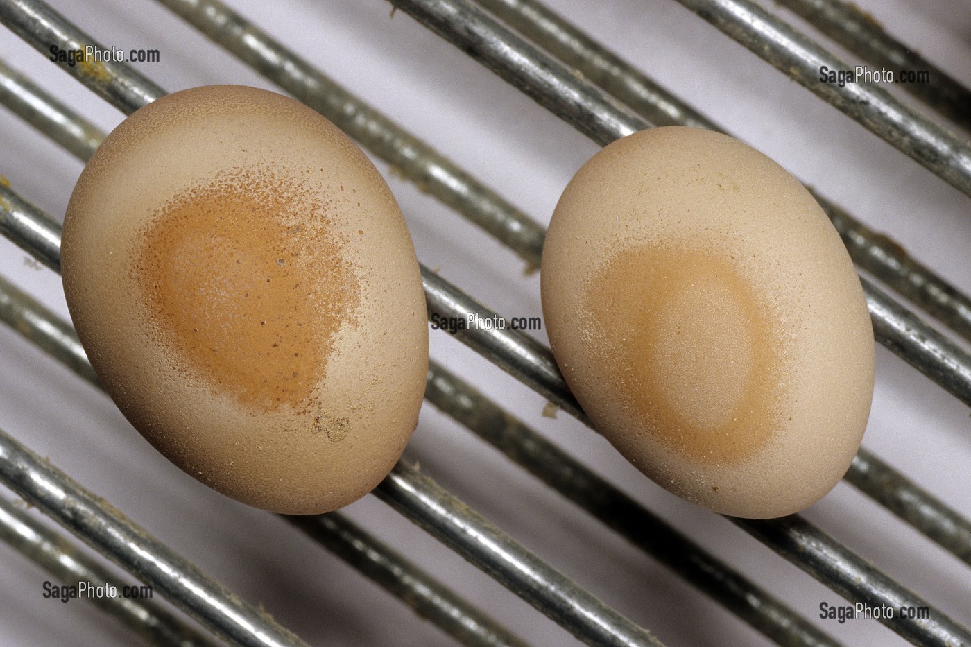 SELECTION DES OEUFS MALADES IMPROPRES A LA CONSOMMATION DANS UN ELEVAGE INTENSIF DE POULES PONDEUSES, BRETAGNE, FRANCE  