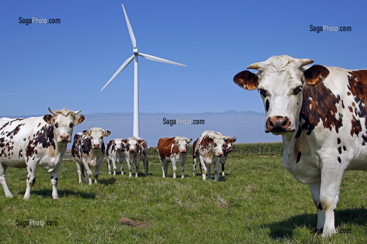 TROUPEAU DE VACHES DE RACE NORMANDE DEVANT DES EOLIENNES, PLATEAU DE FECAMP, SEINE-MARITIME (76), FRANCE 