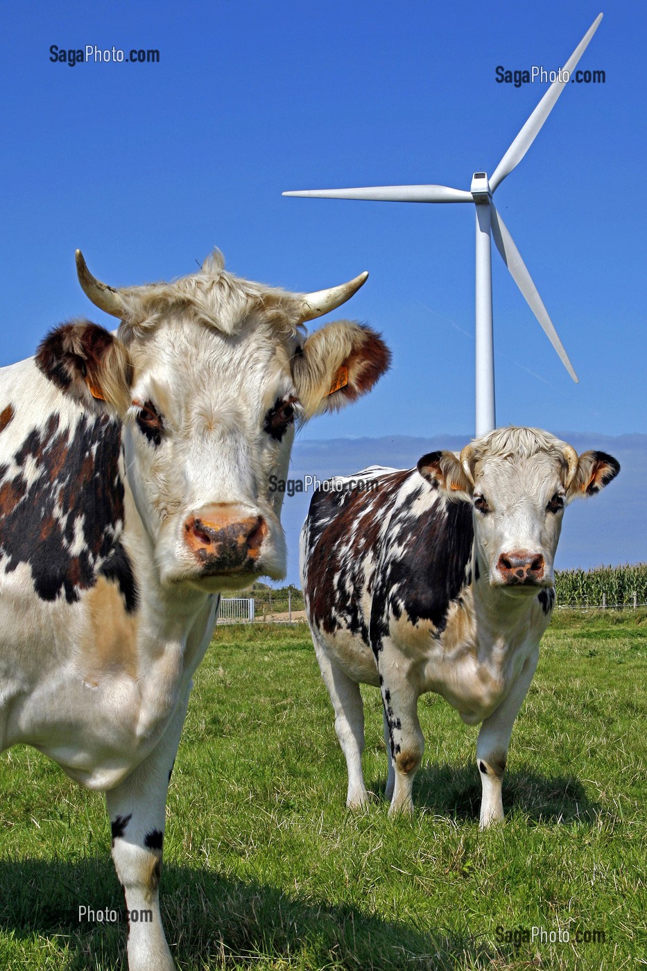 TROUPEAU DE VACHES DE RACE NORMANDE DEVANT DES EOLIENNES, PLATEAU DE FECAMP, SEINE-MARITIME 