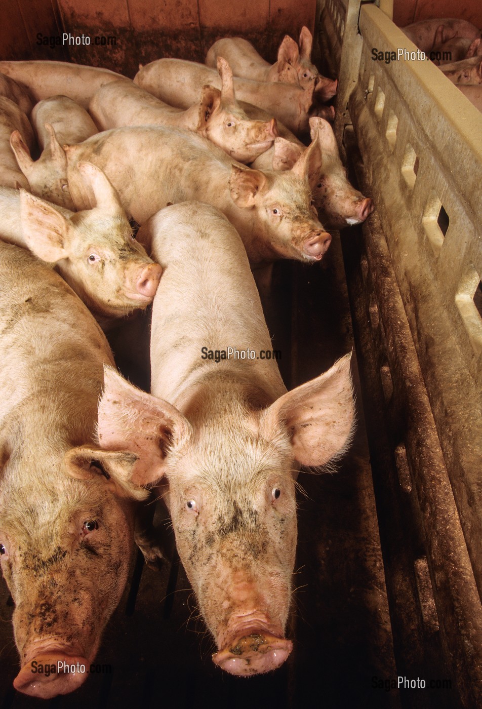 JEUNES COCHONS ENTASSES DANS UNE STABULE, ELEVAGE DE PORCS EN BATTERIE, LAMBALLE, BRETAGNE, FRANCE 