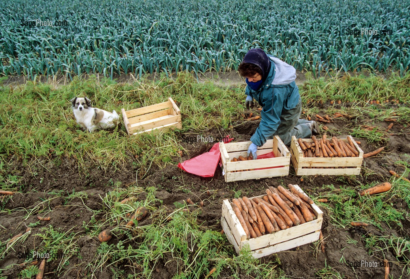 RAMASSAGE DES CAROTTES ET POIREAUX ISSUS DE L'AGRICULTURE BIOLOGIQUE, CORREZE, FRANCE 