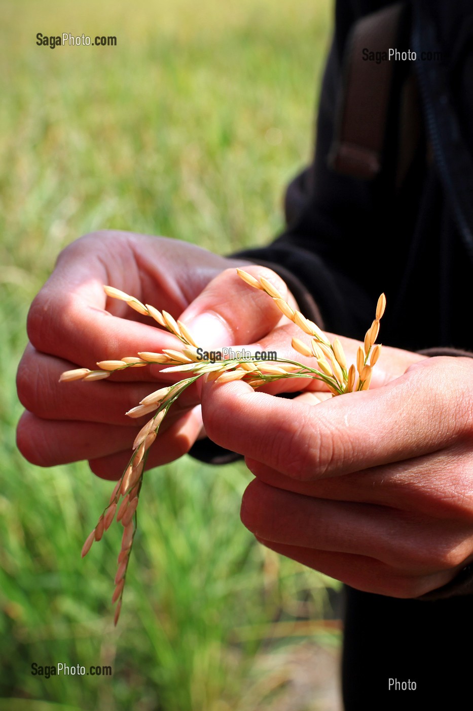 ILLUSTRATION VIETNAM 