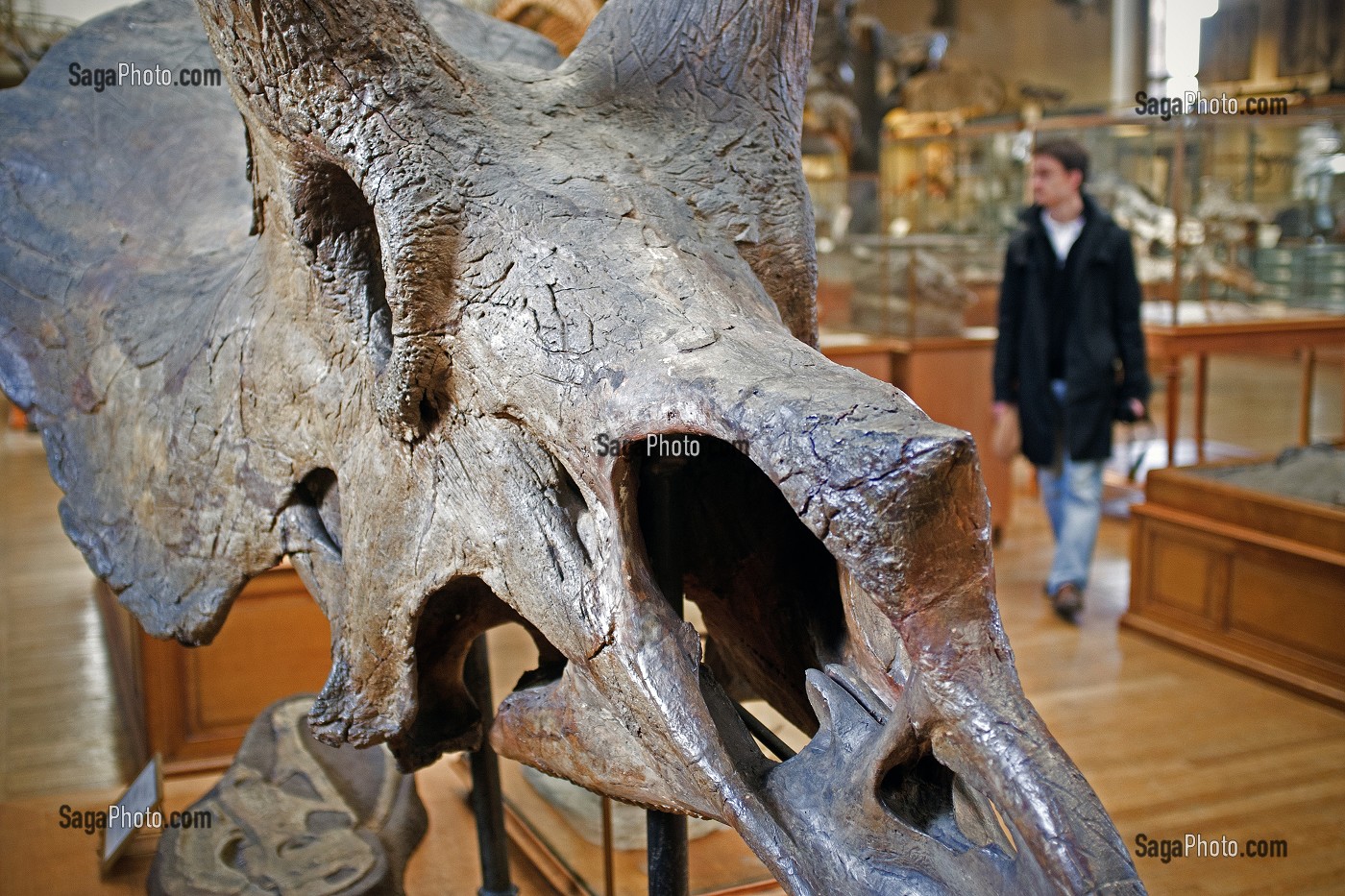 GALERIE DE PALEONTOLOGIE ET D'ANATOMIE COMPAREE 
