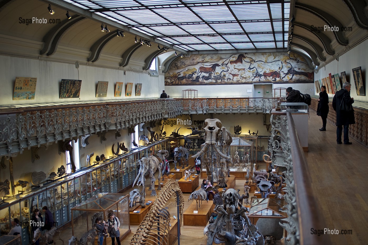 GALERIE DE PALEONTOLOGIE ET D'ANATOMIE COMPAREE 
