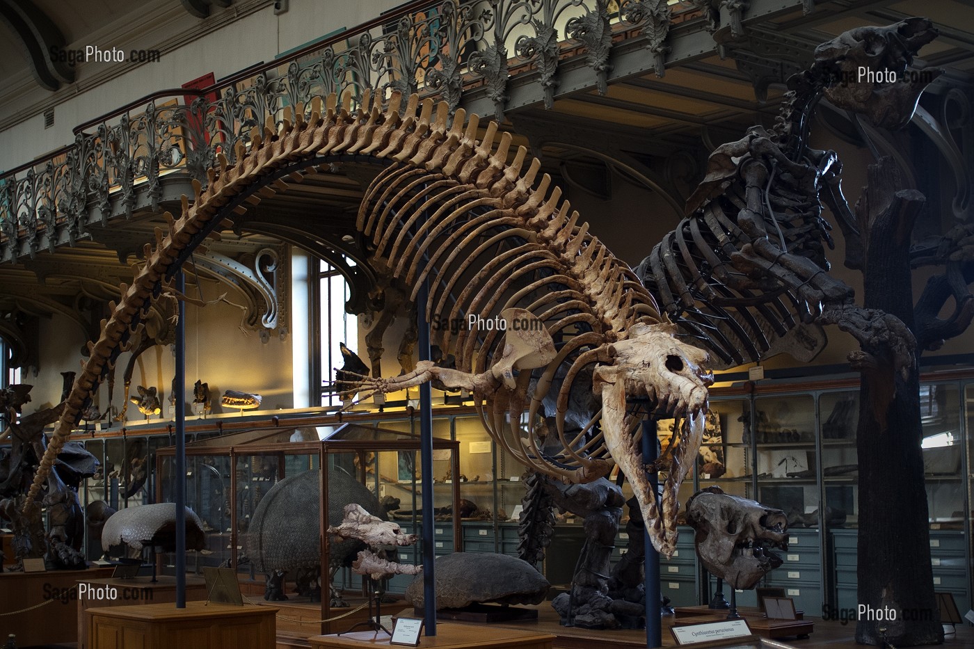 GALERIE DE PALEONTOLOGIE ET D'ANATOMIE COMPAREE 