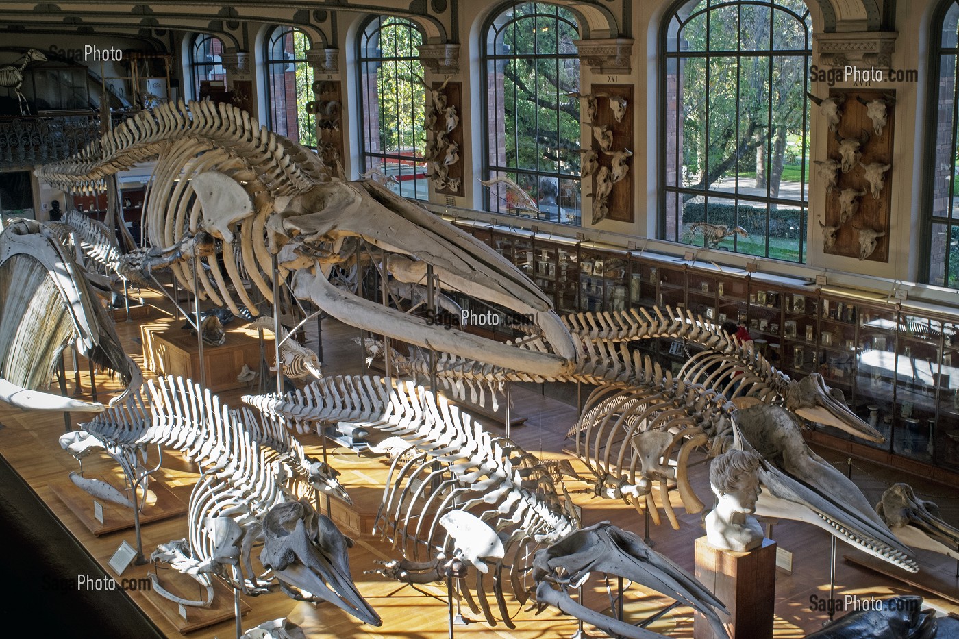 GALERIE DE PALEONTOLOGIE ET D'ANATOMIE COMPAREE 