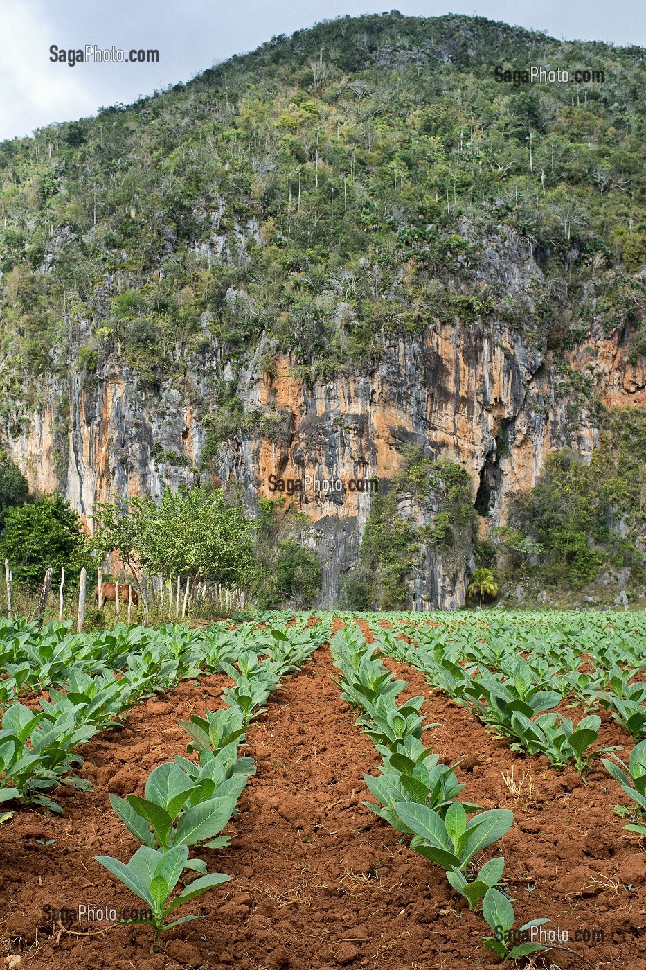 PLANTATION DE TABAC POUR LA FABRICATION DU CIGARES COHIBA (PURO) DANS UN PAYSAGE DE MOGOTES (BUTTES MONTAGNEUSES CALCAIRES), VALLEE DE VINALES, CLASSEE AU PATRIMOINE MONDIAL DE L’HUMANITE PAR L’UNESCO, CUBA, CARAIBES 