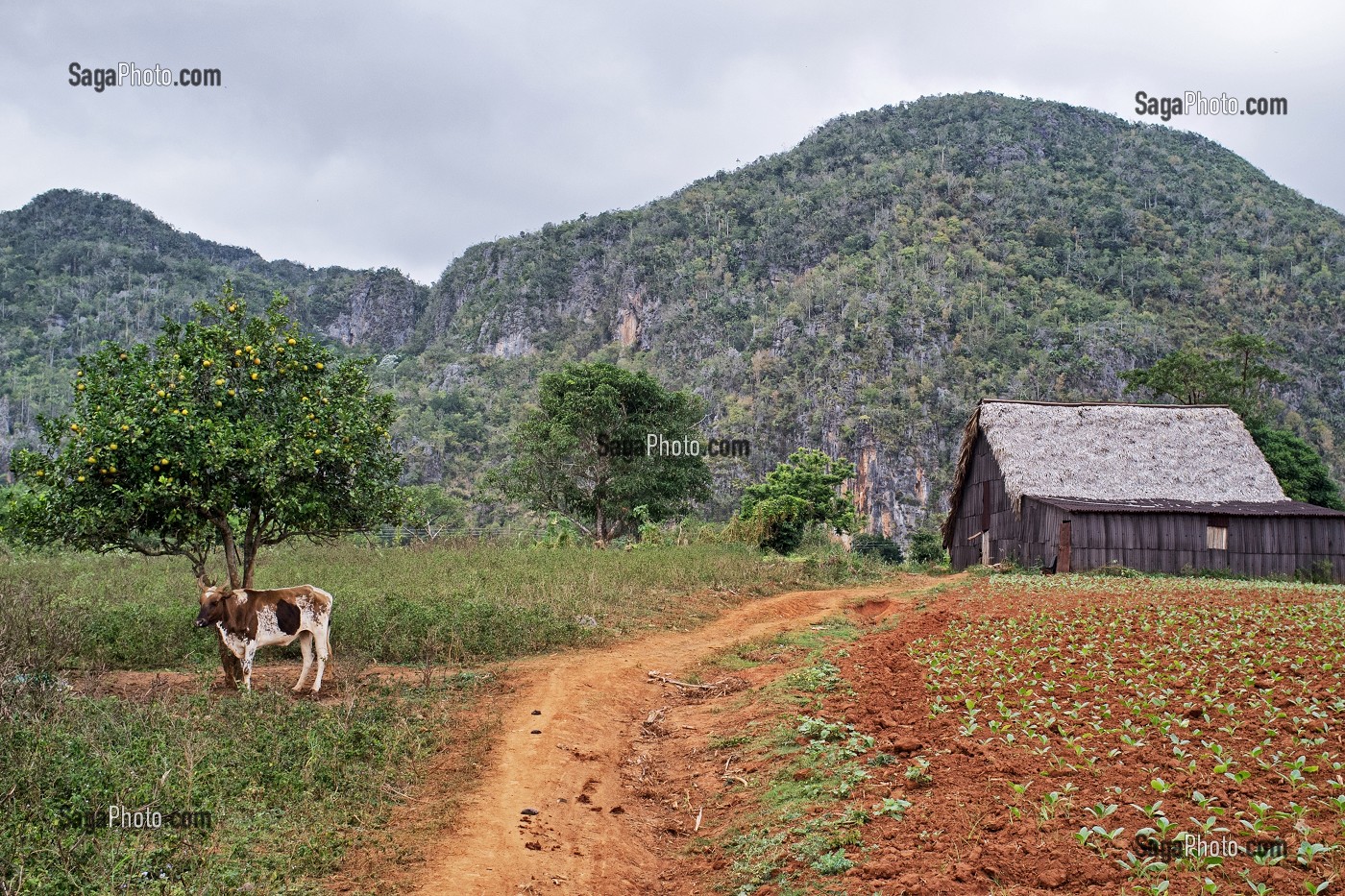 PLANTATION DE TABAC POUR LA FABRICATION DU CIGARES COHIBA (PURO) DANS UN PAYSAGE DE MOGOTES (BUTTES MONTAGNEUSES CALCAIRES), VALLEE DE VINALES, CLASSEE AU PATRIMOINE MONDIAL DE L’HUMANITE PAR L’UNESCO, CUBA, CARAIBES 