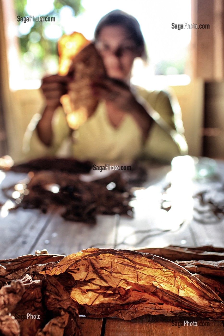 JEUNE FEMME PRODUCTEUR DE TABAC TRIANT DES FEUILLES POUR LES CIGARES CUBAINS (PURO) POUR LA FABRICATION DU COHIBA, VALLEE DE VINALES, CLASSEE AU PATRIMOINE MONDIAL DE L’HUMANITE PAR L’UNESCO, CUBA, CARAIBES 