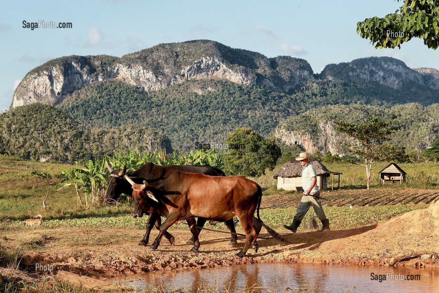 PAYSAGE DE MOGOTES (BUTTES MONTAGNEUSES CALCAIRES), VALLEE DE VINALES, CLASSEE AU PATRIMOINE MONDIAL DE L’HUMANITE PAR L’UNESCO, CUBA, CARAIBES 