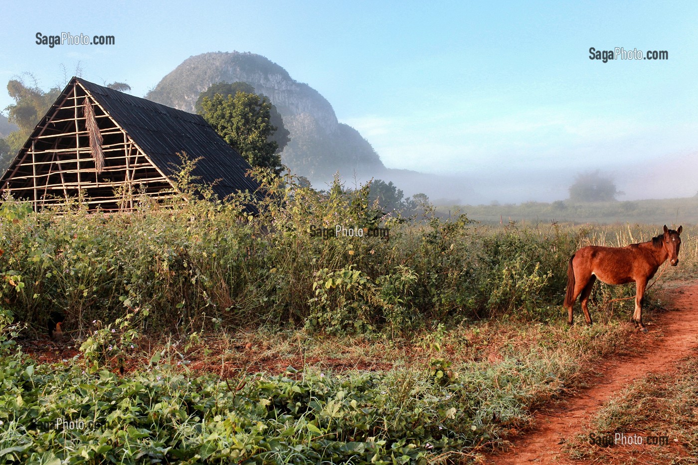 SECHOIR DE TABAC DANS LA VALLEE DE VINALES, PROVINCE DE PINAR DEL RIO, CUBA 