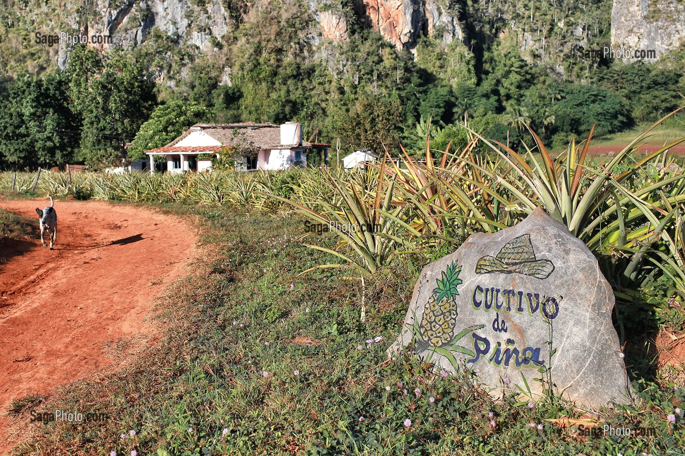 PLANTATION D'ANANAS PAYSAGE DE MOGOTES (BUTTES MONTAGNEUSES CALCAIRES), VALLEE DE VINALES, CLASSEE AU PATRIMOINE MONDIAL DE L’HUMANITE PAR L’UNESCO, CUBA, CARAIBES 