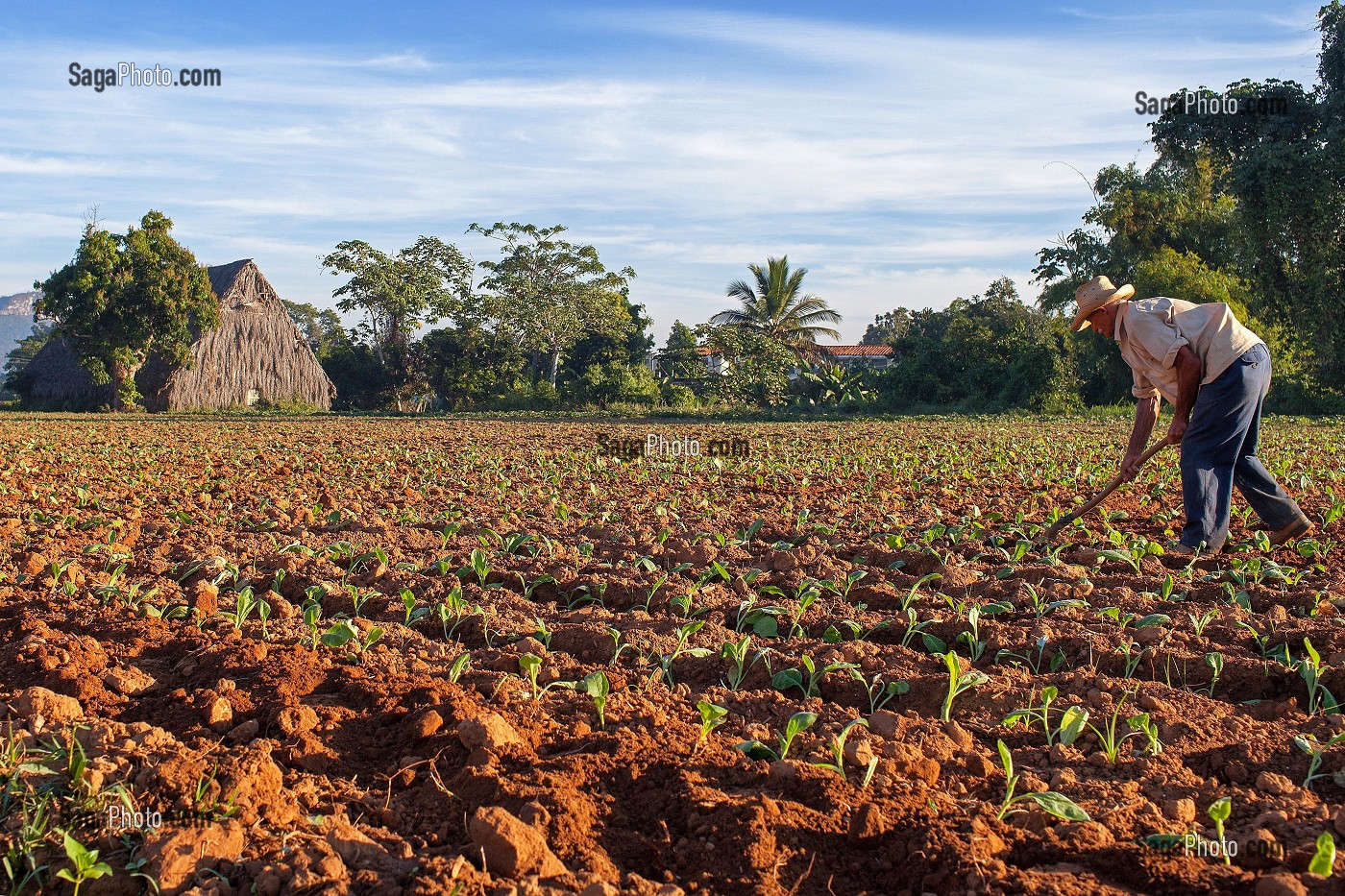 CUBAIN DANS SA PLANTATION, PRODUCTEUR DE TABAC POUR LA FABRICATION DU CIGARES COHIBA (PURO), VALLEE DE VINALES, CLASSEE AU PATRIMOINE MONDIAL DE L’HUMANITE PAR L’UNESCO, CUBA, CARAIBES 