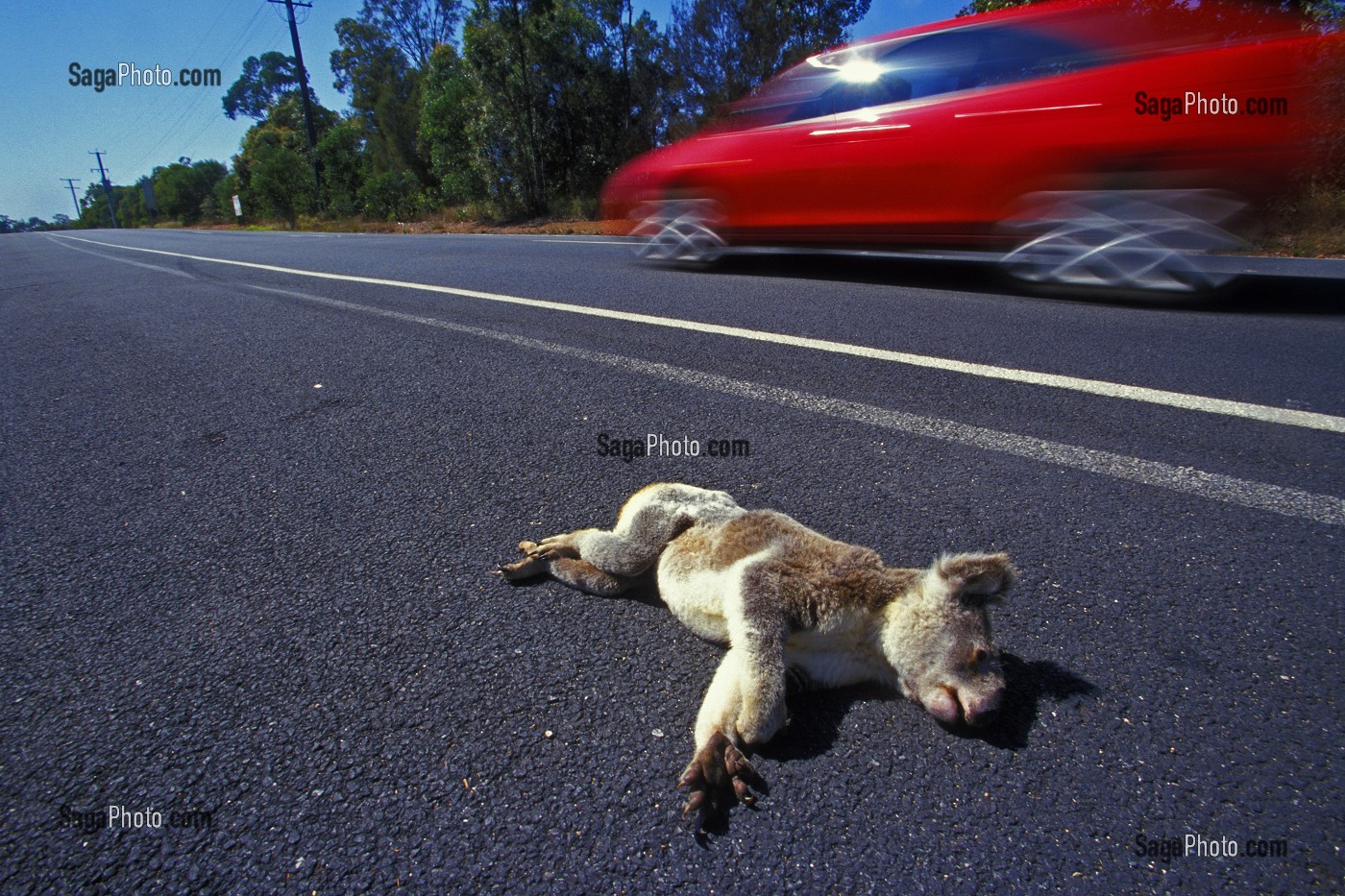 KOALA MORT AU BORD DE LA ROUTE, AUSTRALIE, OCEANIE 
