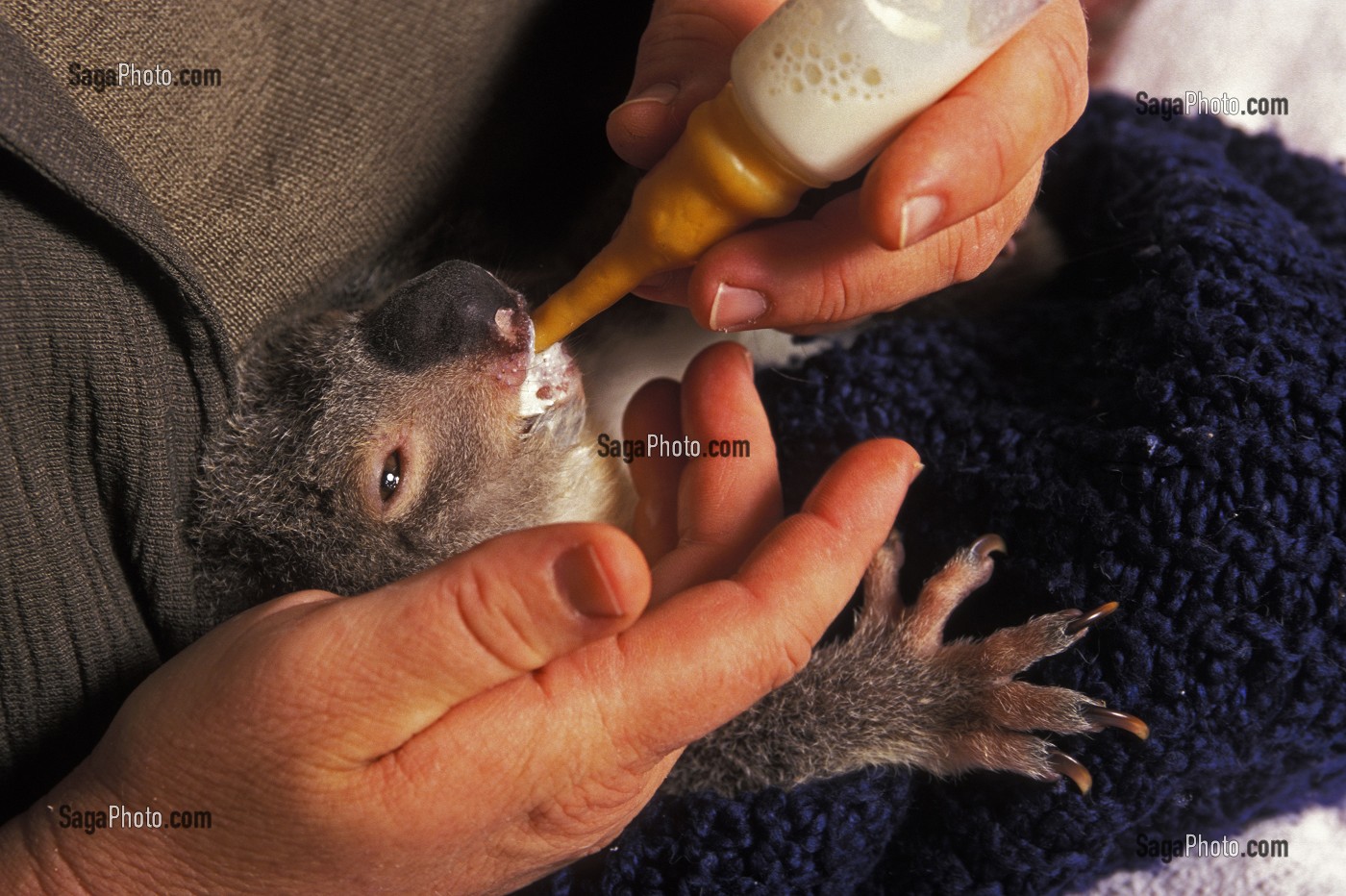 UN KOALA EN REMISSION ATTENDS SON HEURE DE LIBERATION, AU MOGGILL KOALA HOSPITAL, AUSTRALIE, OCEANIE 