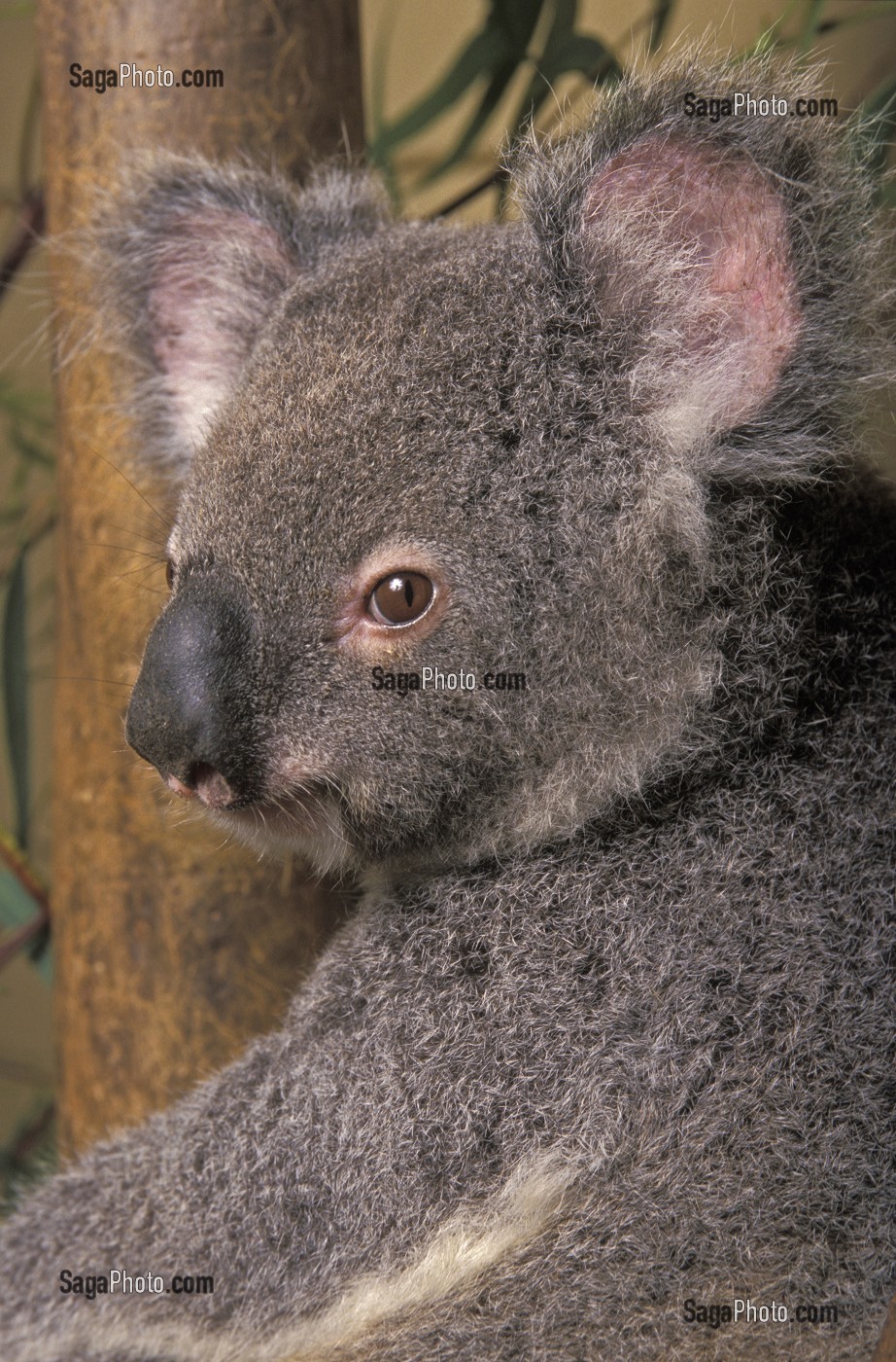 UN KOALA EN REMISSION ATTENDS SON HEURE DE LIBERATION, AU MOGGILL KOALA HOSPITAL, AUSTRALIE, OCEANIE 