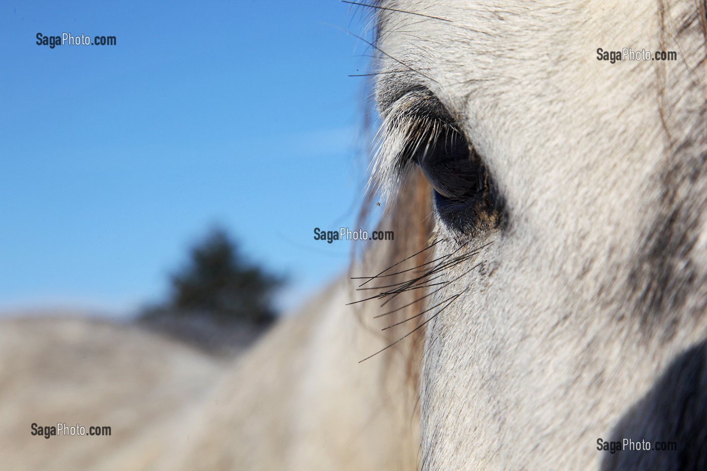 CHEVAL PERCHERON, ORNE (61), NORMANDIE, FRANCE 