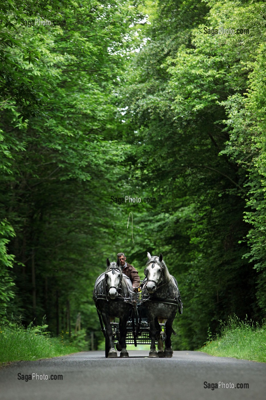 ATTELAGE PERCHERONS, ORNE, PERCHE, NORMANDIE, FRANCE
