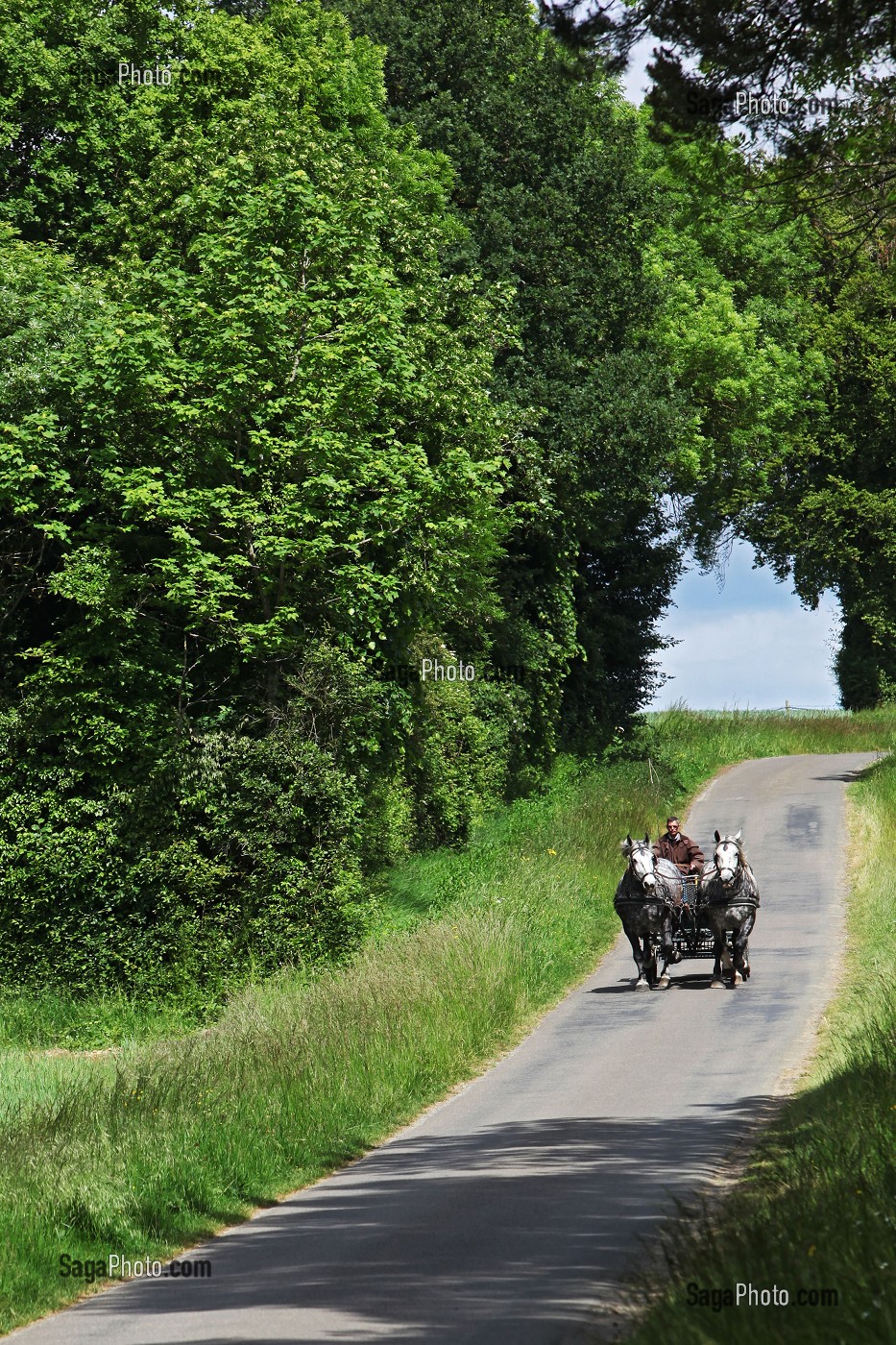 ATTELAGE PERCHERONS, ORNE, PERCHE, NORMANDIE, FRANCE