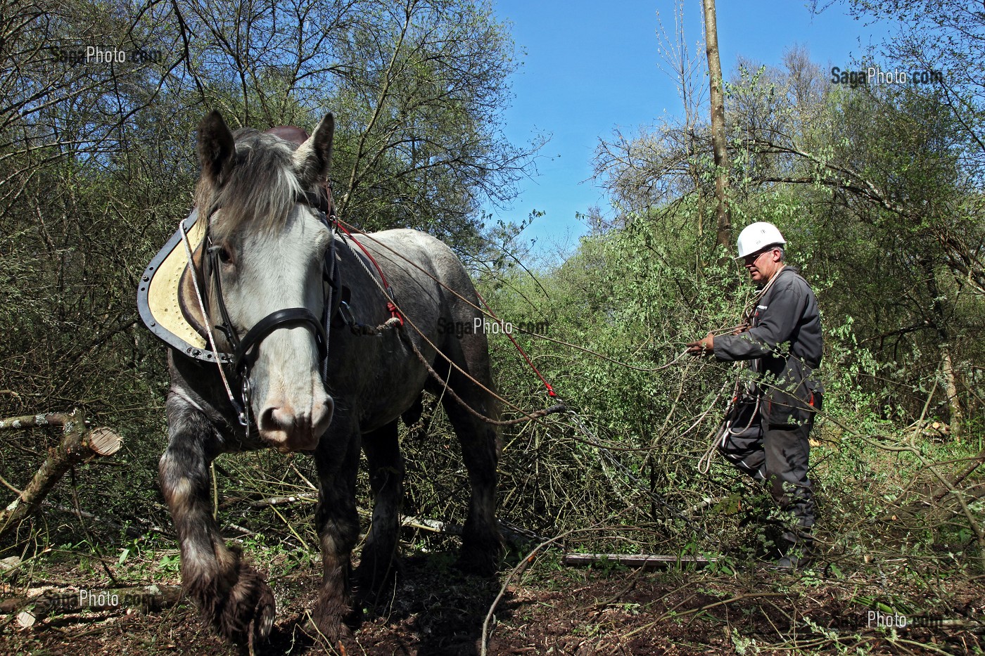 DEBARDAGE EN FORET AVEC DES CHEVAUX PERCHERONS, FRANCE