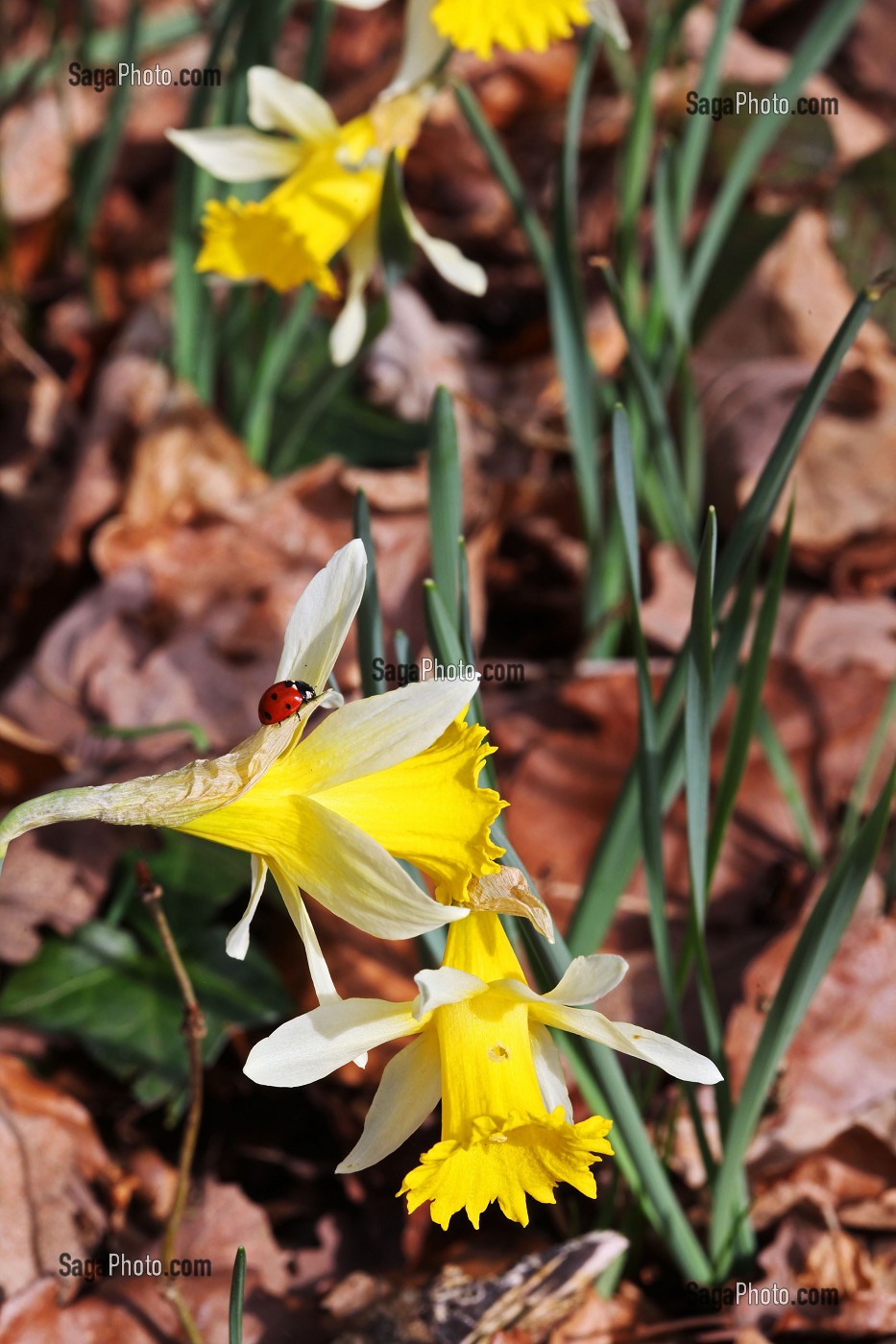 JONQUILLES EN FLEURS DANS LA FORET AU PRINTEMPS, FRANCE
