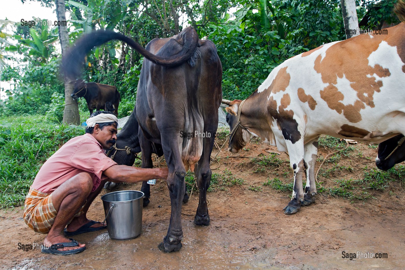 KERALA, INDE DU SUD, ASIE 